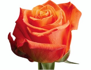 Rosa Hol. Orange Wave 60cm