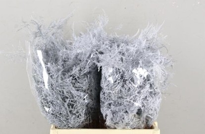 Esparraguera Pintada Blanca 60cm "T50"