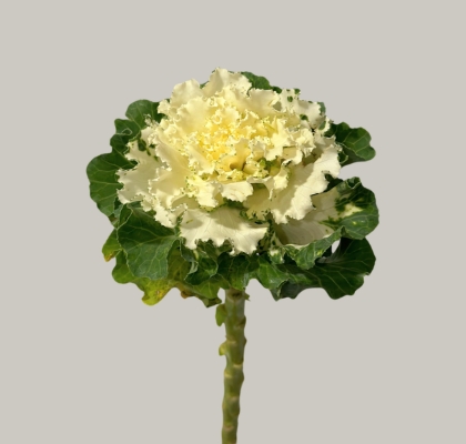 Brassica Hol. Crane Ruffle White 70cm