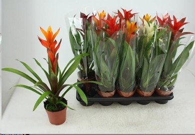P. Guzmania Mixta 5 Srt 12/55cm x10