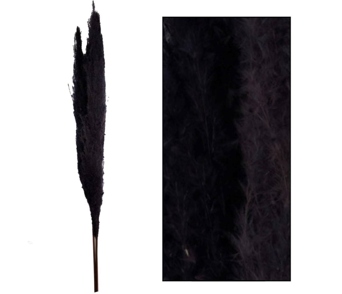 Plumas Pampa Jaxx Nature Seco Negro 100-115cm (3 Tallos)