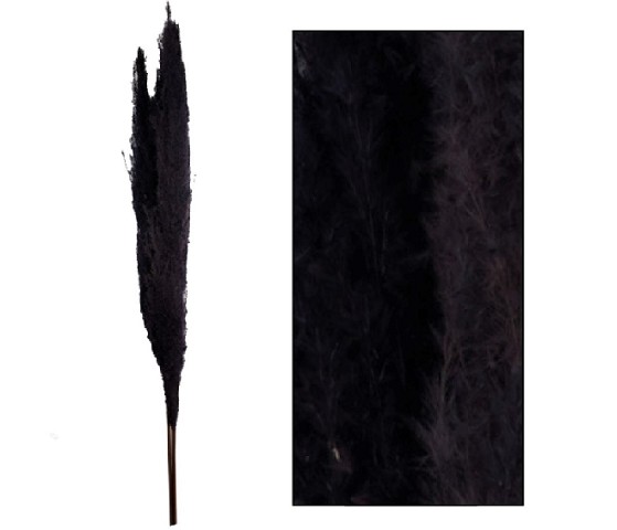 Plumas Pampa Jaxx Nature Seco Negro 65-75cm (6 Tallos)