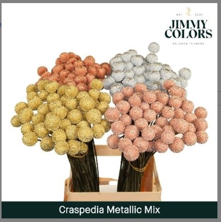 Craspedia Pintada Cobre 70cm "T50"