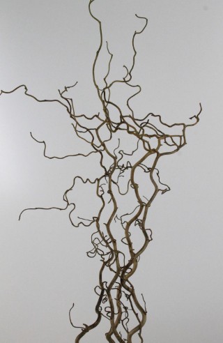 Corylus Avellana  90cm