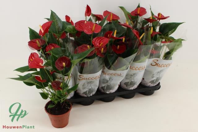 P. Anthurium An Success Red 12/40cm x10  5-flores