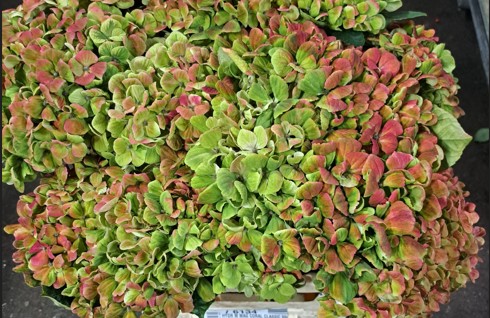 Hortensia Hol. Coral Classic 60cm. 13/15