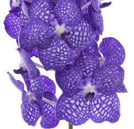 Vanda China Blue x16 (7 Dias - 2)