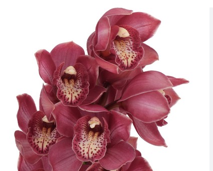 Cymbidium Bologna 80cm
