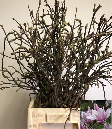 Magnolia 60cm "Paquete"