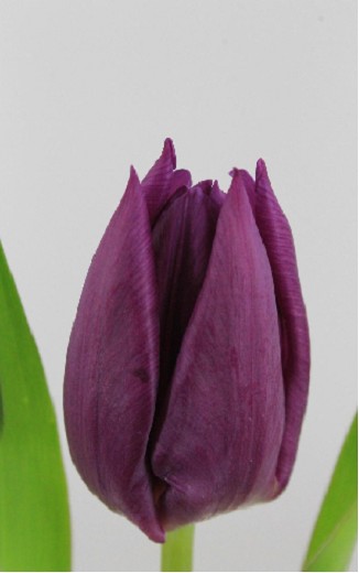 Tulipan Hol. Angola 40cm Mrd.