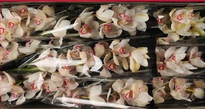 Cymbidium Belle snow 60cm Bl