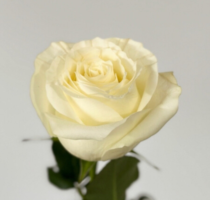 Rosa Ecu. Proud 60cm (7 Dias - 2)