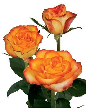 Rosa Ecu. High Magic 60cm (7 Dias - 2)