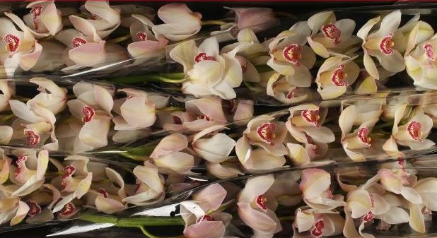 Cymbidium Belle Snow 80cm Bl