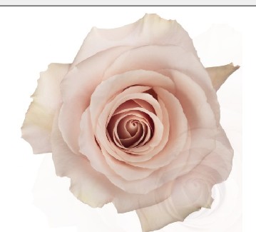 Rosa Ecu. QuickSand 60cm (7 Dias - 2)