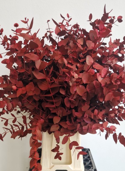 Eucalipto Cinerea Pintado "200gr" Burdeos