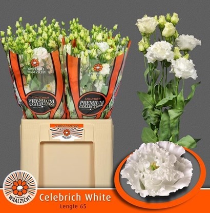 Lisiantus Hol. Celebrich White 65cm 55gr "Waalzicht"