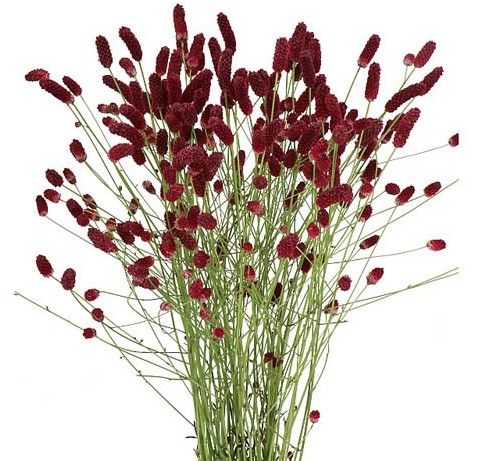 Sanguisorba Officinalis Red Dream 85cm "T25"