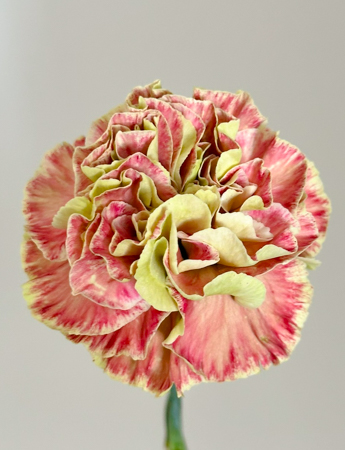 Clavel Nac. 60cm Winer Cover Bic.