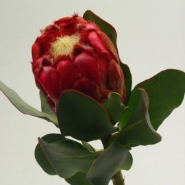 Protea Grandiceps 40cm