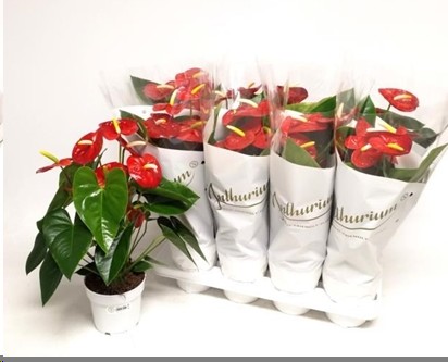 P. Anthurium An Red Champion 14/50cm x8  6-Flores
