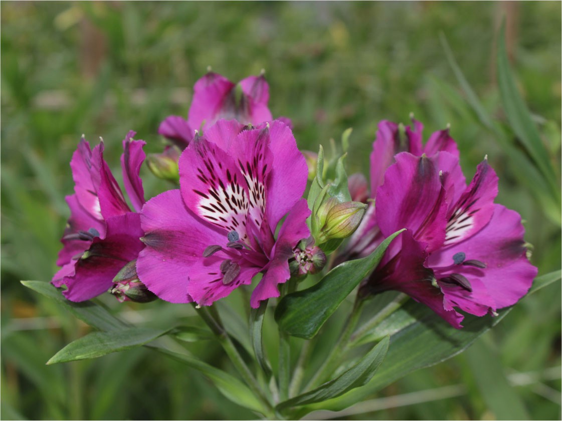 Alstroemeria Col. Fancy Morada (7 Dias - 2)