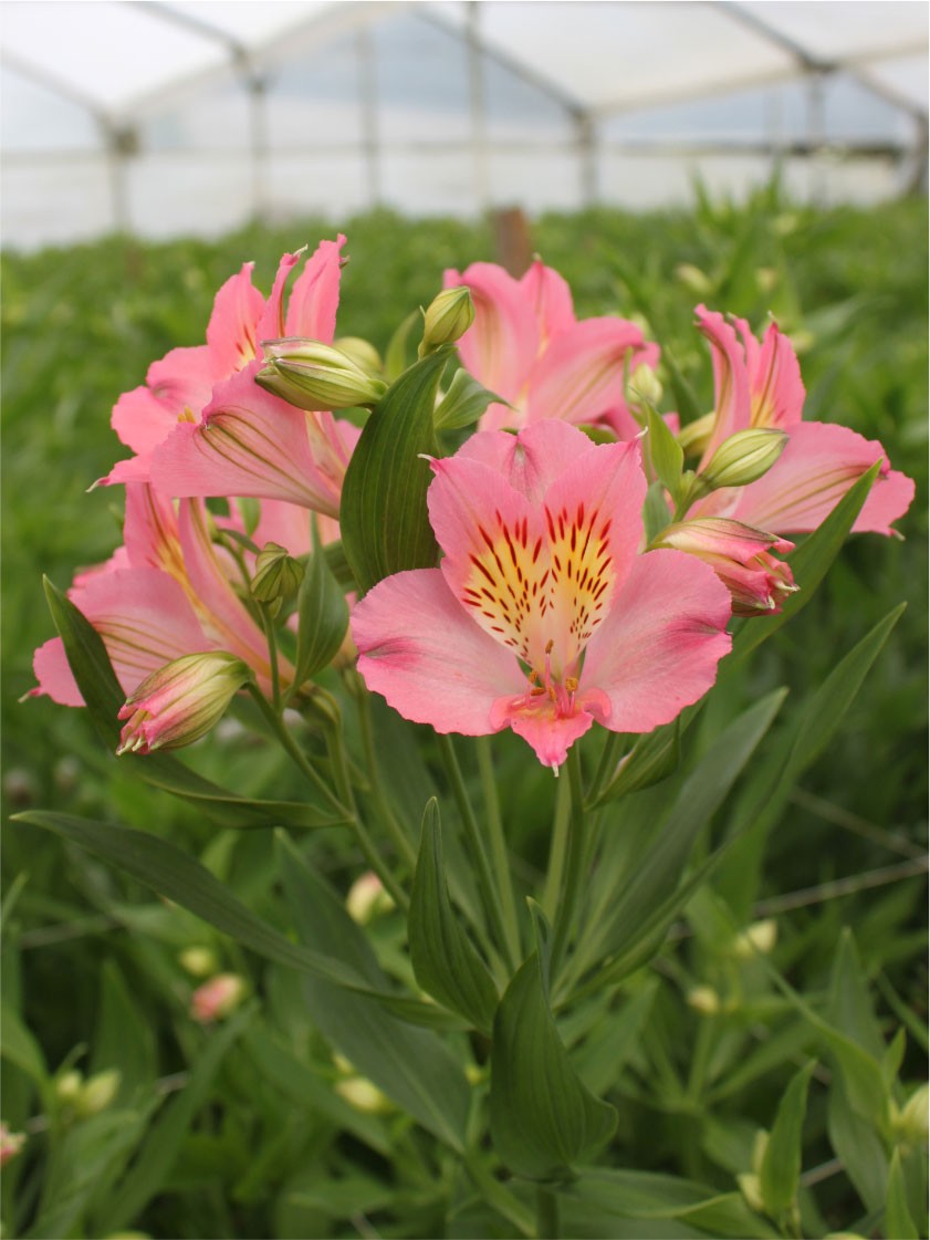 Alstroemeria Col. Select Rosa (7 Dias - 2)