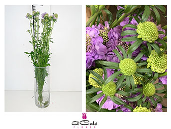 Scabiosa Nac. Malva 60cm (7 Dias - 2�)