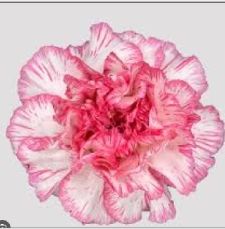 Clavel Nac. 70cm Damascu Rosa