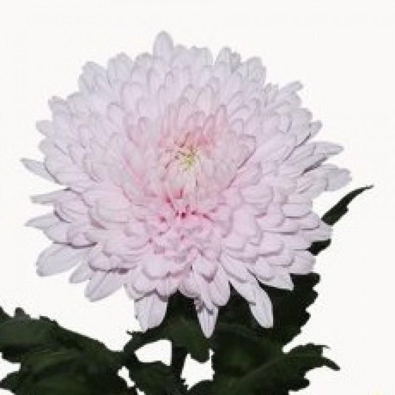 Margarita Nac. Hanami 75gr Rs.