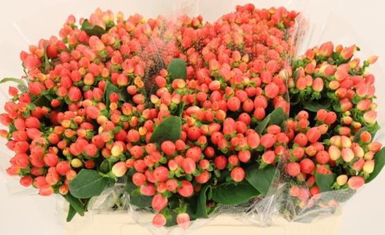 Hypericum Hol. Roy Princess 40cm "T25"