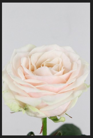 Rosa Hol. Dorchester+ 60cm B1
