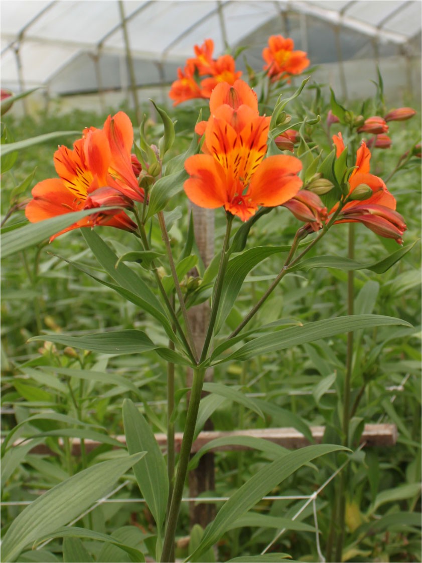 Alstroemeria Col. Fancy Naranja (7 Dias - 2)