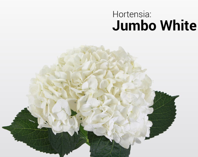 Hortensia Col. Jumbo White 60cm 19cm x5