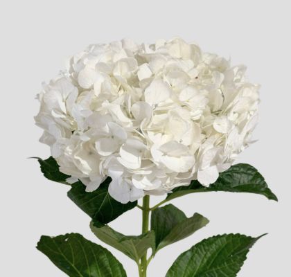 Hortensia Col. Jumbo White 60cm 19cm x5