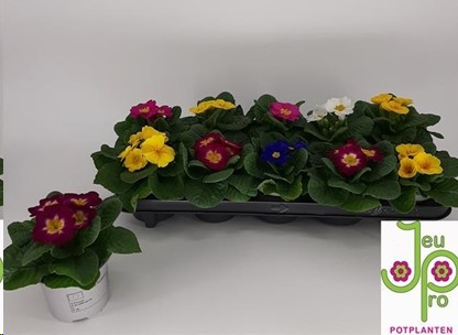 P. Primula Ac. Paradise Mix 10.5/15cm "CC10"
