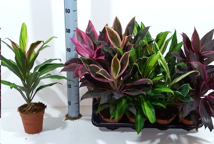 P. Cordyline Mixto 5surt 13/50 x8