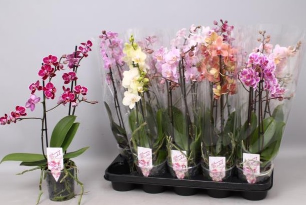 P. Phalaenopsis Mf Mixta 6Kl 12/55cm   2T x12