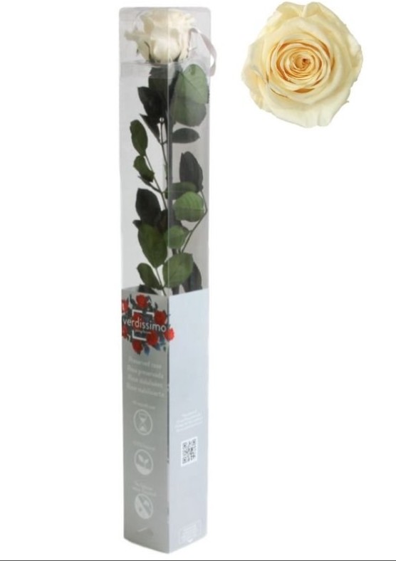 Rosa Preservada Verdissimo Crema 5.5x55Hcm