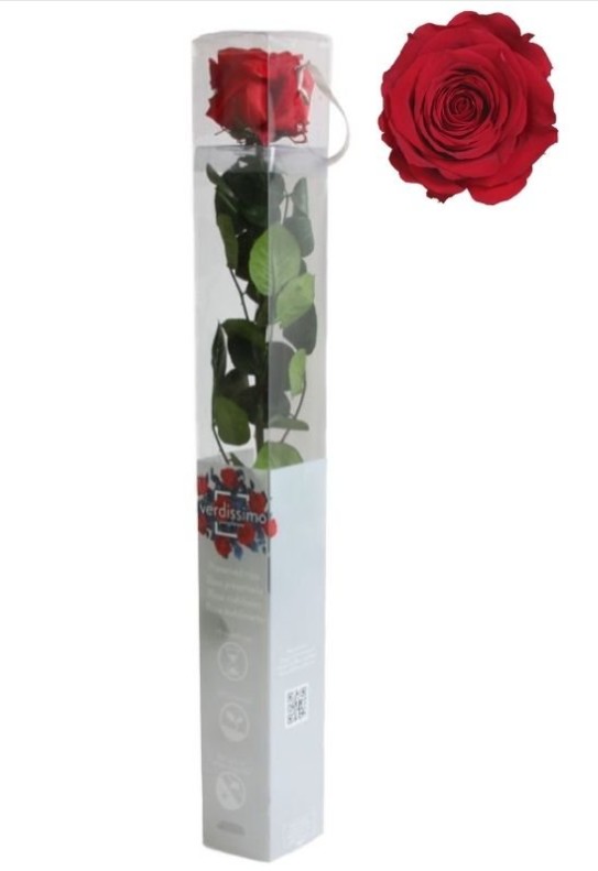 Rosa Preservada Verdissimo Roja 5.5x55Hcm