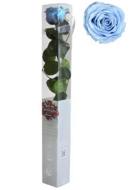Rosa Preservada Verdissimo Azul Claro 5.5x55Hcm