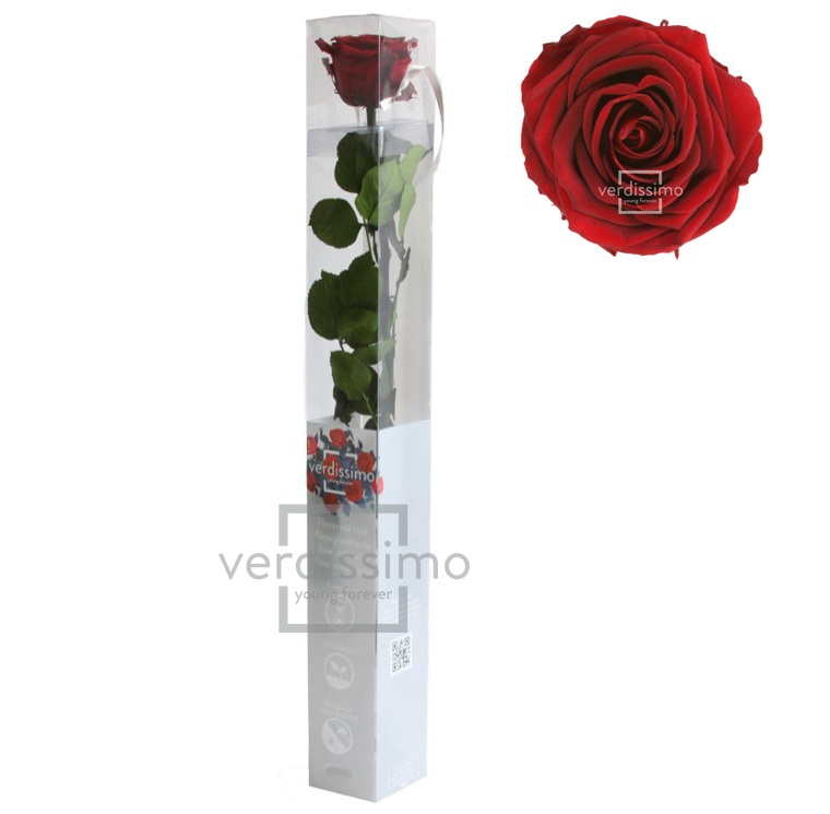 Rosa Preservada Verdissimo Burgundy 5.5x55Hcm
