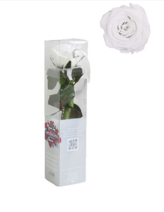 Rosa Preservada Verdissimo Blanca 4x27.5Hcm