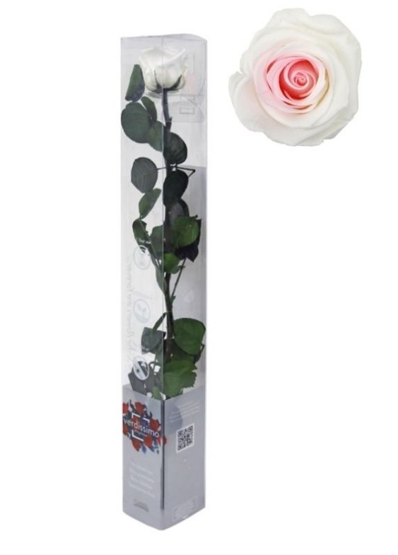 Rosa Preservada Verdissimo Bicolor 4x27.5Hcm