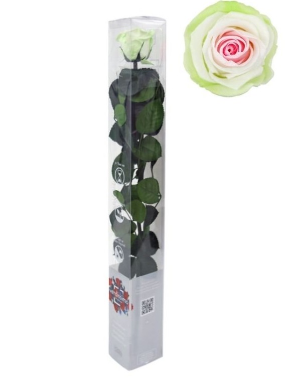 Rosa Preservada Verdissimo Tricolor 4x27.5Hcm