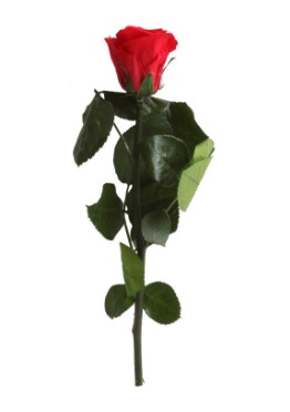 Rosa Preservada Verdissimo Rojo Granel 4x27.5Hcm