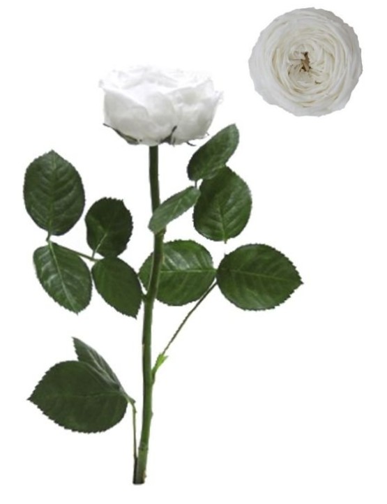 Rosa Preservada Verdissimo Jardin Blanca Granel 5x27.5Hcm