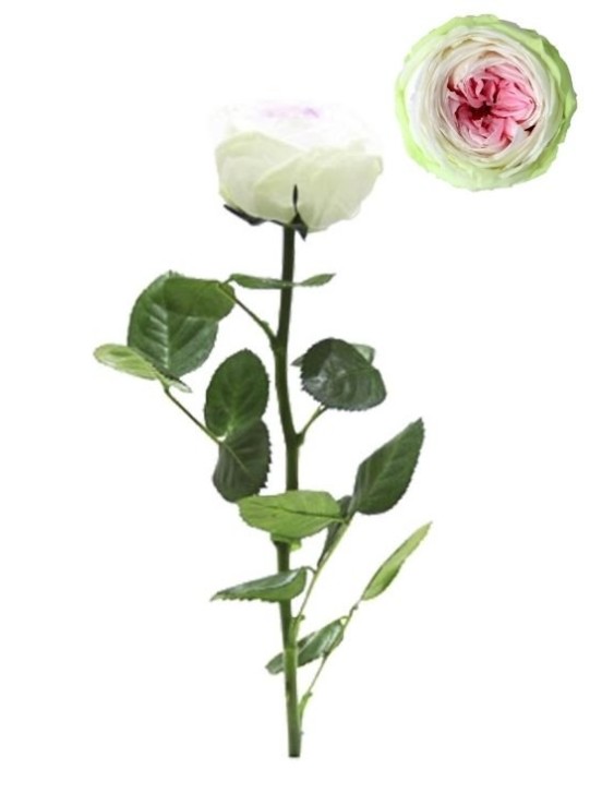 Rosa Preservada Verdissimo Jardin Tricolor Granel 5x27.5Hcm