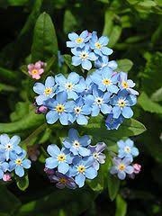Myosotis Al Blue Memory 40cm