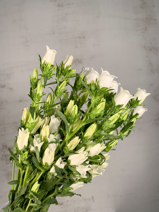 Campanula Hol. Champion Whit 60cm